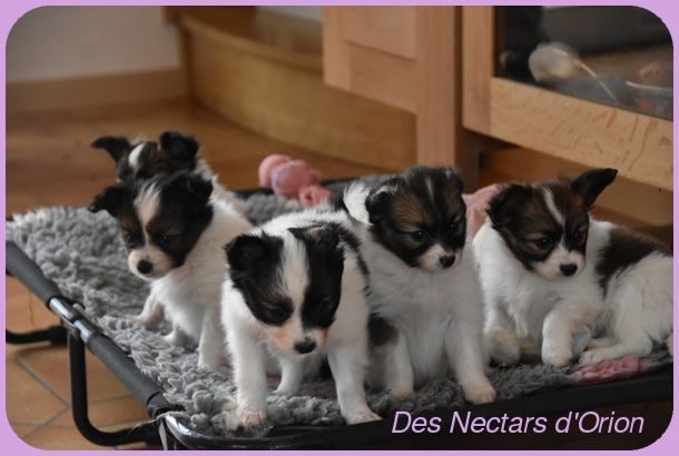 chiot Epagneul nain Continental (Papillon) Des Nectars D'orion