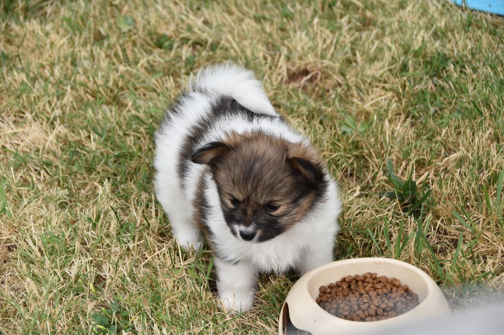Des Nectars D'orion - Epagneul nain Continental (Papillon) - Portée née le 02/05/2023